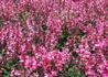 Kép 1/3 - Lobelia speciosa salmon / Pompás Lobélia rózsaszín virágú