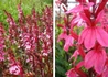 Kép 2/3 - Lobelia speciosa salmon / Pompás Lobélia rózsaszín virágú