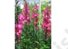 Kép 3/3 - Lobelia speciosa salmon / Pompás Lobélia rózsaszín virágú