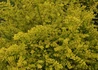 Kép 1/3 - Lonicera nitida Baggesen's gold /  Örökzöld mirtuszlonc Sárga levelű 