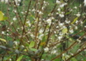 Kép 1/4 - Lonicera fragrantissima / Illatos lonc, téli lonc