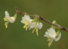 Kép 2/4 - Lonicera fragrantissima / Illatos lonc téli lonc