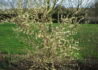 Kép 3/4 - Lonicera fragrantissima / Illatos lonc téli lonc