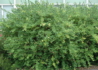 Kép 4/4 - Lonicera fragrantissima / Illatos lonc téli lonc