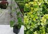 Kép 2/2 - Lonicera japonica Aureoreticulata / Sárgacirmos japán lonc