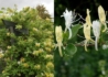 Kép 1/3 - Lonicera japonica halliana / Örökzöld japán futólonc