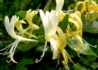 Kép 2/3 - Lonicera japonica halliana / Örökzöld japán futólonc
