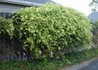 Kép 3/3 - Lonicera japonica halliana / Örökzöld japán futólonc