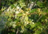 Kép 3/3 - Lonicera japonica mint crisp / Tarka levelű japán futólonc