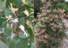 Kép 1/3 - Lonicera japonica purpurea / Bordó lombú japán futólonc