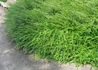 Kép 1/3 - Lonicera nitida Elegant / Örökzöld mirtuszlonc