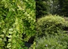 Kép 1/2 - Lonicera nitida Lemon Beauty / Sárga tarka levelű mirtuszlonc