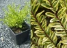 Kép 2/2 - Lonicera nitida Lemon Beauty / Sárga tarka levelű mirtuszlonc