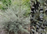 Kép 1/2 - Lonicera nitida Silver Beauty / Fehér tarka levelű mirtuszlonc