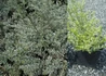 Kép 2/2 - Lonicera nitida Silver Beauty / Fehér tarka levelű mirtuszlonc