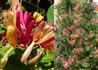 Kép 1/2 - Lonicera x heckrottii Gold Flame / Kúszólonc