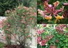 Kép 2/2 - Lonicera x heckrottii Gold Flame / Kúszólonc