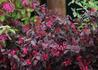 Kép 1/3 - Loropetalum chinense Rubrum / Kínai Rojtosvirág
