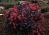 Kép 2/3 - Loropetalum chinense Rubrum / Kínai Rojtosvirág