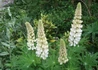 Kép 2/4 - Lupinus Noble Maiden / Csillagfürt Fehér