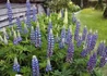 Kép 2/4 - Lupinus The Governor / Csillagfürt Kék-fehér