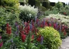 Kép 3/4 - Lupinus The Governor / Csillagfürt Kék-fehér