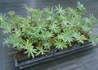 Kép 4/4 - Lupinus The Governor / Csillagfürt Kék-fehér
