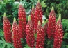 Kép 1/4 - Lupinus The Pages / Csillagfürt Kárminpiros