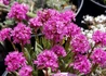 Kép 1/4 - Lychnis alpina / Havasi kakukkszegfű