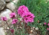 Kép 3/4 - Lychnis alpina / Havasi kakukkszegfű
