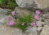 Kép 4/4 - Lychnis alpina / Havasi kakukkszegfű