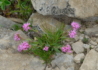 Kép 4/4 - Lychnis alpina / Havasi kakukkszegfű