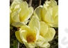 Kép 1/2 - Magnolia Honey Tulip / Méz-sárga virágú liliomfa