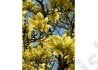 Kép 1/2 - Magnolia Acuminata x Denudata Butterflies / Sárga virágú liliomfa