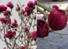 Kép 1/2 - Magnolia Black Tulip / Sötét bordó virágú liliomfa