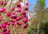 Kép 2/2 - Magnolia Black Tulip / Sötét bordó virágú liliomfa