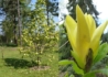 Kép 2/2 - Magnolia Daphne / Sárga virágú liliomfa