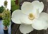 Kép 1/2 - Magnolia grandiflora Francois Treyve / Örökzöld Liliomfa