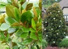 Kép 2/2 - Magnolia grandiflora Francois Treyve / Örökzöld Liliomfa