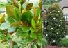 Kép 2/2 - Magnolia grandiflora Francois Treyve / Örökzöld Liliomfa
