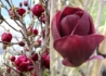 Kép 1/2 - Magnolia Genie / Bíborpiros virágú liliomfa