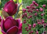 Kép 2/2 - Magnolia Genie / Bíborpiros virágú liliomfa