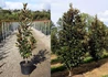Kép 2/2 - Magnolia grandiflora Alta / Oszlopos Örökzöld Liliomfa