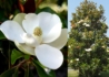 Kép 1/2 - Magnolia grandiflora Little Gem / Örökzöld Liliomfa