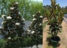 Kép 2/2 - Magnolia grandiflora Little Gem / Örökzöld Liliomfa