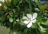 Kép 1/4 - Magnolia grandiflora gallisoniensis / Örökzöld Liliomfa