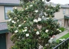 Kép 2/4 - Magnolia grandiflora gallisoniensis / Örökzöld Liliomfa