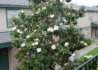 Kép 2/4 - Magnolia grandiflora gallisoniensis / Örökzöld Liliomfa