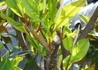 Kép 4/4 - Magnolia grandiflora gallisoniensis / Örökzöld Liliomfa