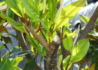 Kép 4/4 - Magnolia grandiflora gallisoniensis / Örökzöld Liliomfa